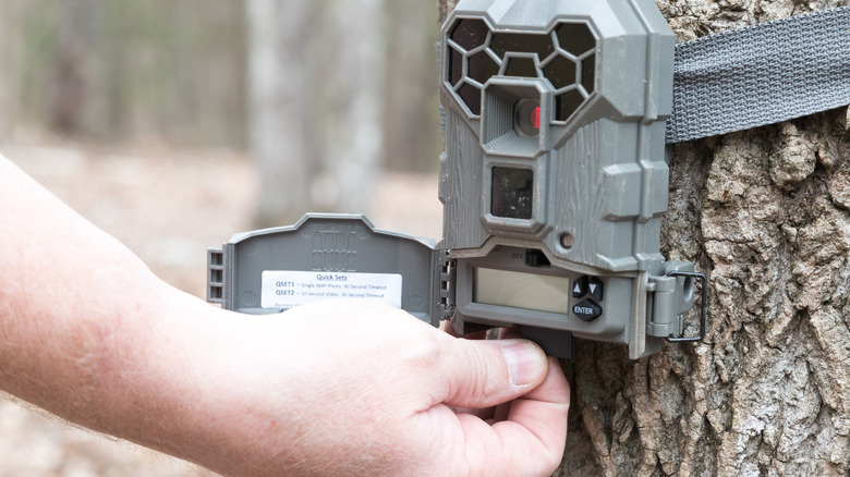 A man pulling the SD memory card out of a trail camera to check images