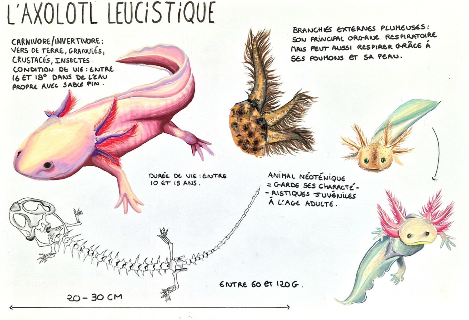 duplat lily chimeres 2