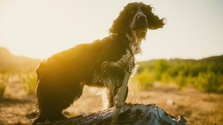 A dog poses on a log at sunset with a strong backlight, in a photo captured using the CineGold filter as well as a Lightroom film emulation preset.