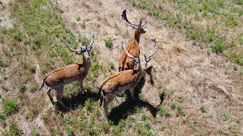 A drone flying over deer in a field
