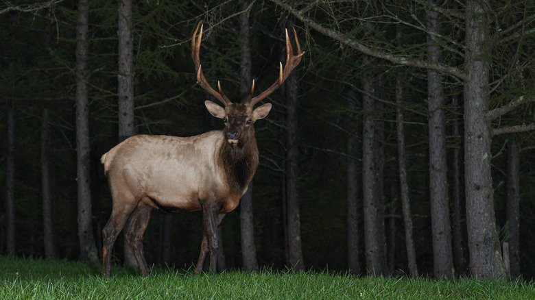 Elk standing in grass at night