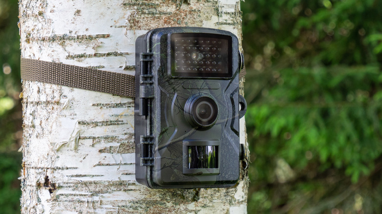 A hunting trail camera strapped to a tree trunk
