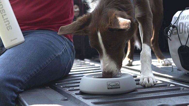 dog drinking from bowl behind truck