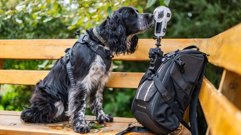 A dog sniffing the Insta360 X5 in the invisible dive case alongside other accessories.