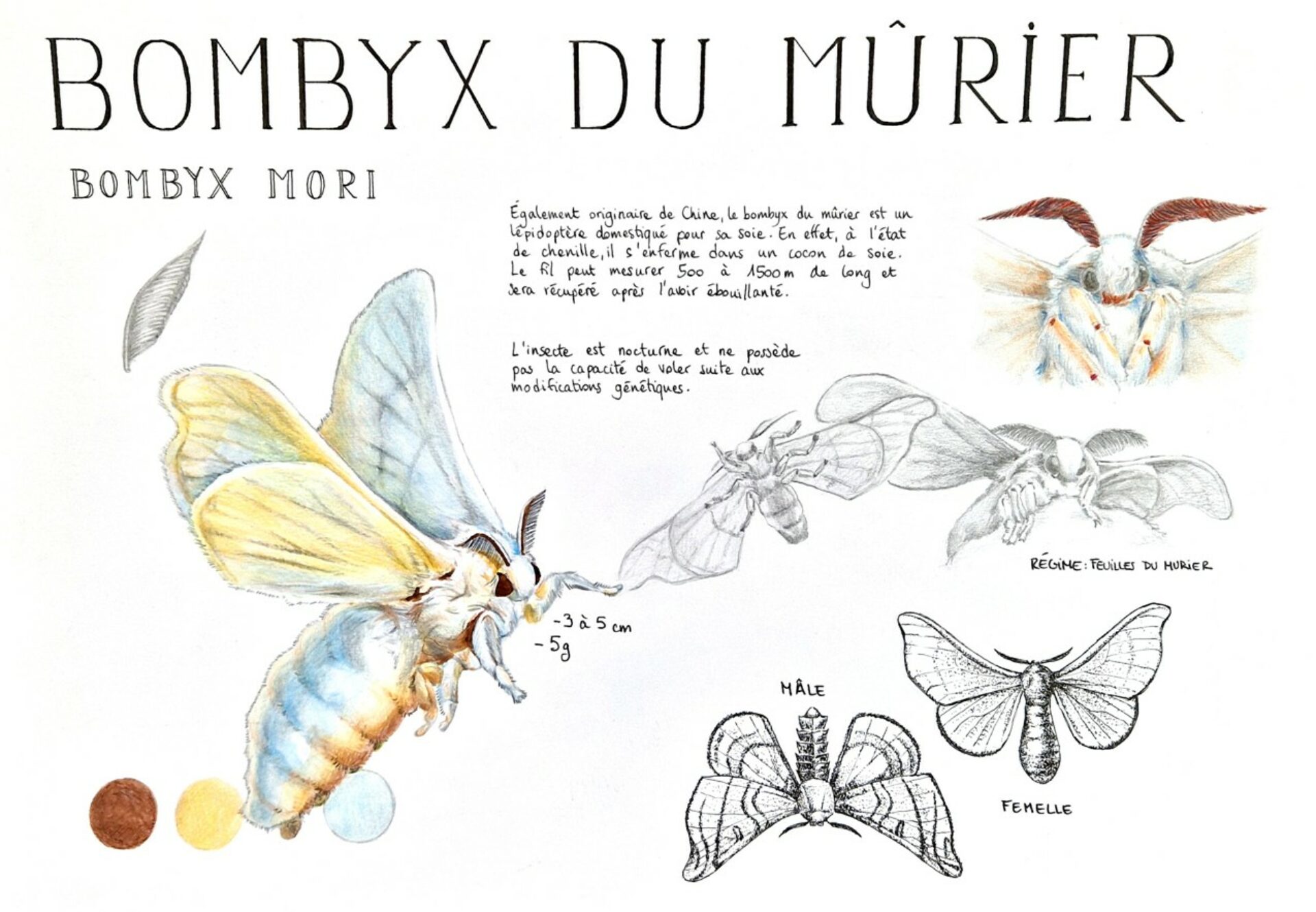 ly louis chimeres (2)
