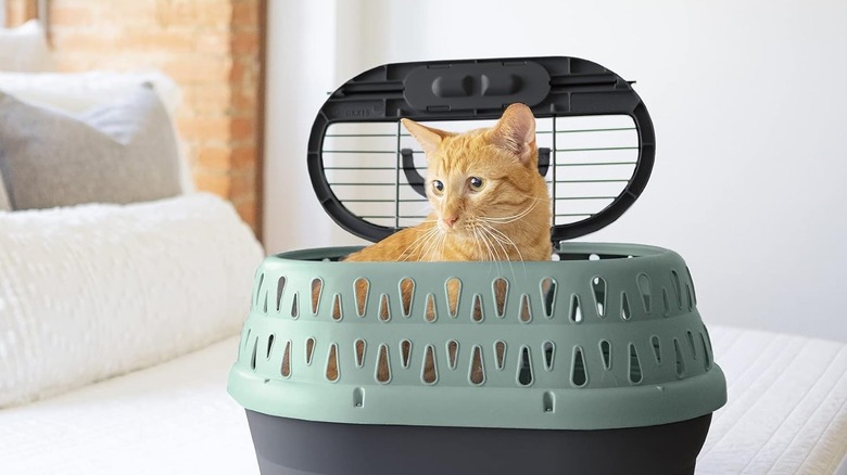 cat inside travel crate