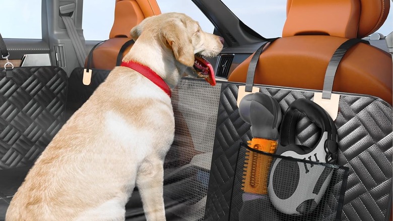 dog looking through mesh seat cover