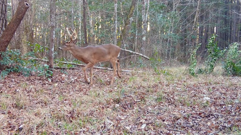 Trail camera still showing a buck walking through the woods