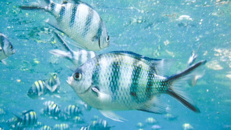 School of sergeant major fish or striptailed damselfish in South China sea